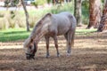 Shetland pony grazing Royalty Free Stock Photo