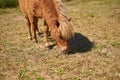 A Shetland pony is grazing in a meadow. Close-up. Summer. Royalty Free Stock Photo