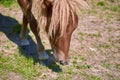 A Shetland pony is grazing in a meadow. Close up. Summer. Royalty Free Stock Photo