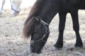 Shetland pony grazing in a park Royalty Free Stock Photo