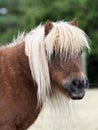 Shetland Pony Headshot