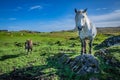 Shetland pony and highland horse at Scotland