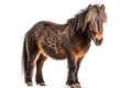 Shetland Pony Horse On White Background. Generative AI