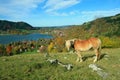 Shetland pony and lake view to schliersee health resort Royalty Free Stock Photo