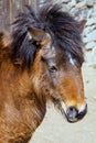 Shetland pony portrait with a massive mane Royalty Free Stock Photo