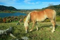 Shetland pony, schliersee health resort