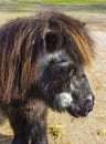 Shetland pony senior