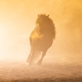 Shetland pony in smokey setting