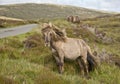 Shetland pony south Uist outer Hebrides Scotland Royalty Free Stock Photo