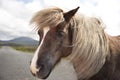 Shetland pony south Uist outer Hebrides Scotland Royalty Free Stock Photo