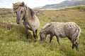 Shetland pony south Uist outer Hebrides Scotland Royalty Free Stock Photo