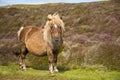 Shetland pony south Uist outer Hebrides Scotland Royalty Free Stock Photo