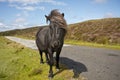 Shetland pony south Uist outer Hebrides Scotland Royalty Free Stock Photo