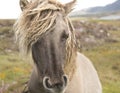 Shetland pony south Uist outer Hebrides Scotland Royalty Free Stock Photo