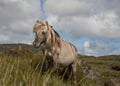 Shetland pony south Uist outer Hebrides Scotland Royalty Free Stock Photo