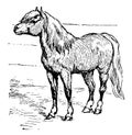 Shetland Pony, vintage illustration