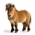 Shetland Pony On White Background - Bjarke Ingels Style Royalty Free Stock Photo