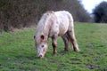 Shetland pony