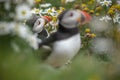 Shetland Puffins in sea mayweed flowers