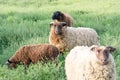 Shetland Ram Surrounded by other Shetland and Finn Sheep Royalty Free Stock Photo