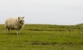 Shetland sheep