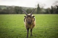 Shetland Sheep