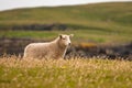 Shetland sheep Royalty Free Stock Photo