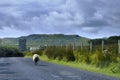 A Shetland sheep on the road to Grace O`Malley`s Castle, Kildavnet Tower