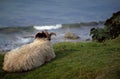Shetland sheep at the seaside Royalty Free Stock Photo