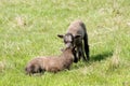 Shetland sheep, twin lambs