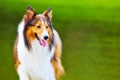 Shetland sheepdog 4