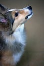 Shetland Sheepdog