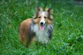 Shetland Sheepdog Royalty Free Stock Photo