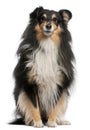 Shetland Sheepdog, 7 years old, sitting