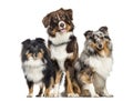 Shetland Sheepdog and Australian Shepherd, dogs in a row, white Royalty Free Stock Photo