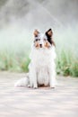 Shetland Sheepdog. Dog portrait outdoor Royalty Free Stock Photo