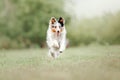 Shetland Sheepdog. Dog portrait outdoor Royalty Free Stock Photo