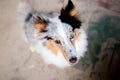 Shetland Sheepdog. Dog portrait outdoor Royalty Free Stock Photo