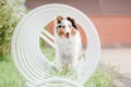 Shetland Sheepdog. Dog portrait outdoor Royalty Free Stock Photo