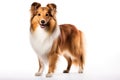 Shetland Sheepdog Dog Stands On A White Background