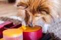 Shetland Sheepdog on a dog toy Royalty Free Stock Photo