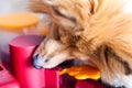 Shetland Sheepdog on a dog toy Royalty Free Stock Photo