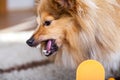 Shetland Sheepdog on a dog toy Royalty Free Stock Photo