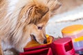 Shetland Sheepdog on a dog toy Royalty Free Stock Photo