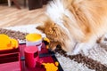 Shetland Sheepdog on a dog toy Royalty Free Stock Photo