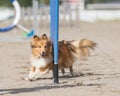 Shetland Sheepdog doing slalom on dog agility course Royalty Free Stock Photo