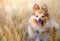 Shetland sheepdog in a field Royalty Free Stock Photo