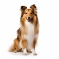 Shetland Sheepdog Full Body Portrait Isolated On White Background Royalty Free Stock Photo