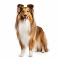 Shetland Sheepdog Full Body Portrait Isolated On White Background Royalty Free Stock Photo