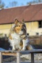 Shetland Sheepdog herding dog with long hair, sable coating, beautiful domestic animal, eye contact Royalty Free Stock Photo